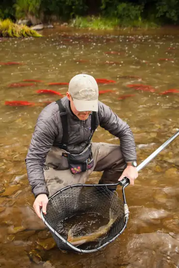 Angler carefully netting a fish during the sockeye run
