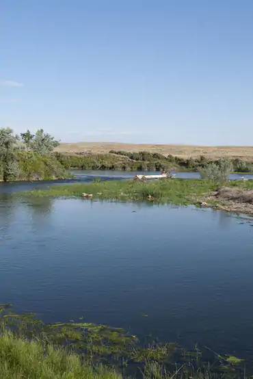 Bighorn River trout fishing near Royal Big Horn Club