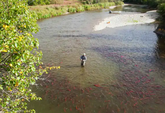Angler wading the Copper River among sockeye salmon