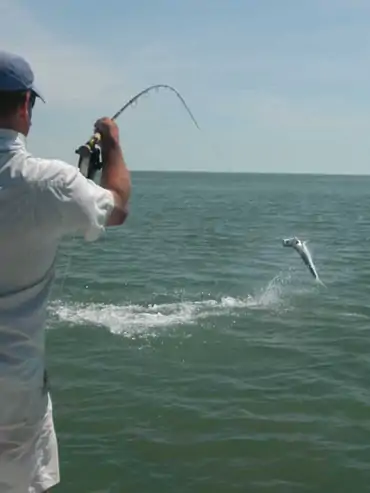 Wild fish conservation supported by responsible anglers
